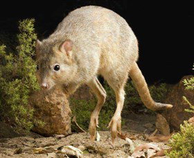 Kanyana Wildlife - Accommodation Batemans Bay 0