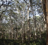 Boranup Karri Forest