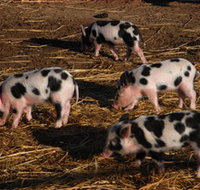 Will's Rare Breeds Farm - Accommodation Batemans Bay