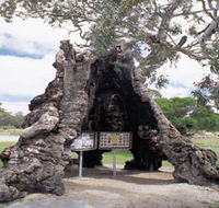 The Herbig Family Tree - Accommodation Batemans Bay