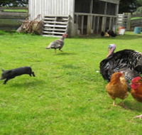 Echo Farm - Accommodation Batemans Bay