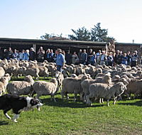 Curringa Farm - Accommodation and Farm Tours - Accommodation Batemans Bay