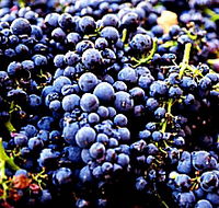 Laurel Bank Vineyard - Accommodation Batemans Bay
