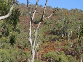 Black Hill Conservation Park - Accommodation Batemans Bay 0