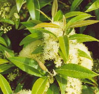 Tumbeela Native Bushfoods - Accommodation Batemans Bay