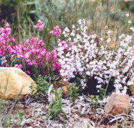 Stokes Bay Bush Garden - Accommodation Batemans Bay
