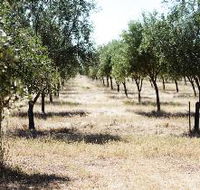 Talinga Grove Olive Oils - Accommodation Batemans Bay