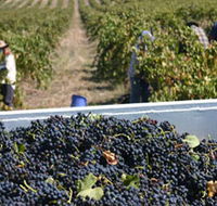 Rolf Binder Wines - Accommodation Batemans Bay