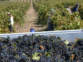 Rolf Binder Wines - Accommodation Batemans Bay 0