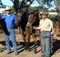 Coffin Bay Brumby Preservation Society Incorporated - Accommodation Batemans Bay