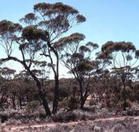 Clements Gap Conservation Park - Accommodation Batemans Bay