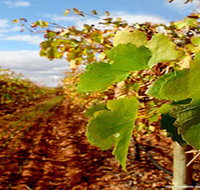 Mirabella Vineyards - Accommodation Batemans Bay