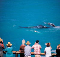Whale Watching At Head Of Bight - Accommodation Batemans Bay