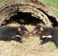 Wing's Wildlife Park - Accommodation Batemans Bay