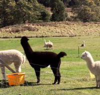Maydena Country Cabins Accommodation  Alpaca Stud - Accommodation Batemans Bay