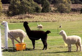 Maydena Country Cabins Accommodation & Alpaca Stud - Accommodation Batemans Bay 0