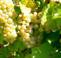 Winstead Vineyard - Accommodation Batemans Bay