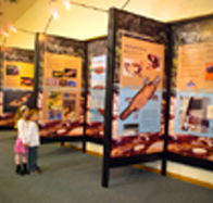 Platypus Experience - Accommodation Batemans Bay