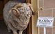 Tasmanian Wool Centre - thumb 0