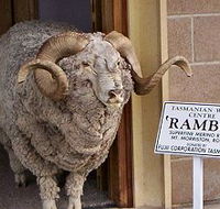Tasmanian Wool Centre - Accommodation Batemans Bay