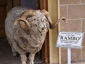 Tasmanian Wool Centre - Accommodation Batemans Bay 0