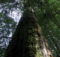 Styx Big Tree Reserve - Accommodation Batemans Bay
