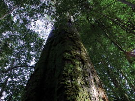 Styx Big Tree Reserve - Accommodation Batemans Bay 0