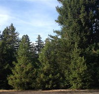 Pialligo Redwood Forest - Accommodation Batemans Bay