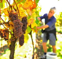 Native Point Wines - Accommodation Batemans Bay