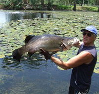 Barra Feeding - Accommodation Batemans Bay