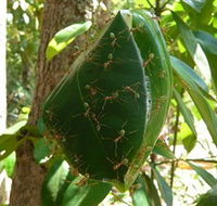 Greenant Creek Walk - Accommodation Batemans Bay