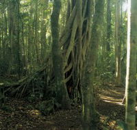 Lamington National Park Binna Burra Section - Accommodation Batemans Bay