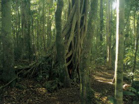 Lamington National Park, Binna Burra Section - Accommodation Batemans Bay 0