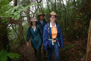 Mount Cougal, Springbrook National Park - Accommodation Batemans Bay 0