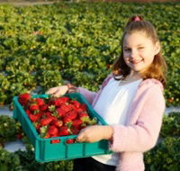 Strawberry Fields - Accommodation Batemans Bay