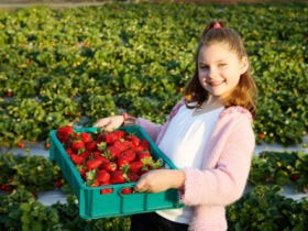 Strawberry Fields - Accommodation Batemans Bay 0