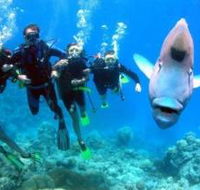 Jew Shoal Dive Site - Accommodation Batemans Bay