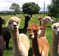Banyandah Alpacas - Accommodation Batemans Bay