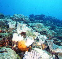 Mudjimba Old Woman Island Dive Site - Accommodation Batemans Bay