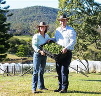 Hinterland Feijoas - Accommodation Batemans Bay
