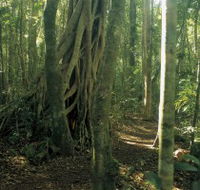 Mount Bithongabel - Accommodation Batemans Bay