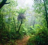 Lamington National Park Green Mountains Section - Accommodation Batemans Bay