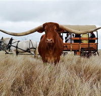 Texas Longhorn Wagon Tours and Safaris - Accommodation Batemans Bay