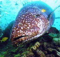 Lady Musgrave Island Dive Sites - Accommodation Batemans Bay