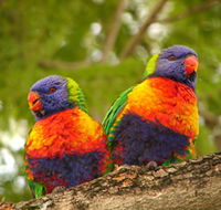 Blue Mountain Park - Accommodation Batemans Bay