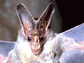 Mount Etna Caves National Park - Accommodation Batemans Bay 0