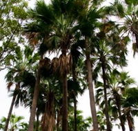 Palm Tree Creek - Accommodation Batemans Bay