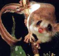 Carrowong Fauna Sanctuary - Accommodation Batemans Bay
