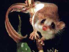 Carrowong Fauna Sanctuary - Accommodation Batemans Bay 0