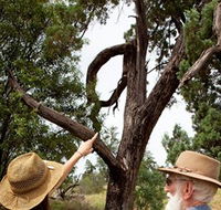 Charleville - Outback Native Timber Walk - Accommodation Batemans Bay